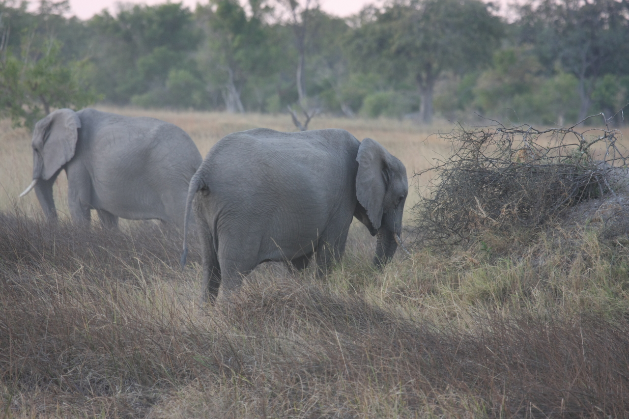 [20253] 2016_06_28_11_56_30_Africa_Canon_EOS_40D_IMG__10631.jpg