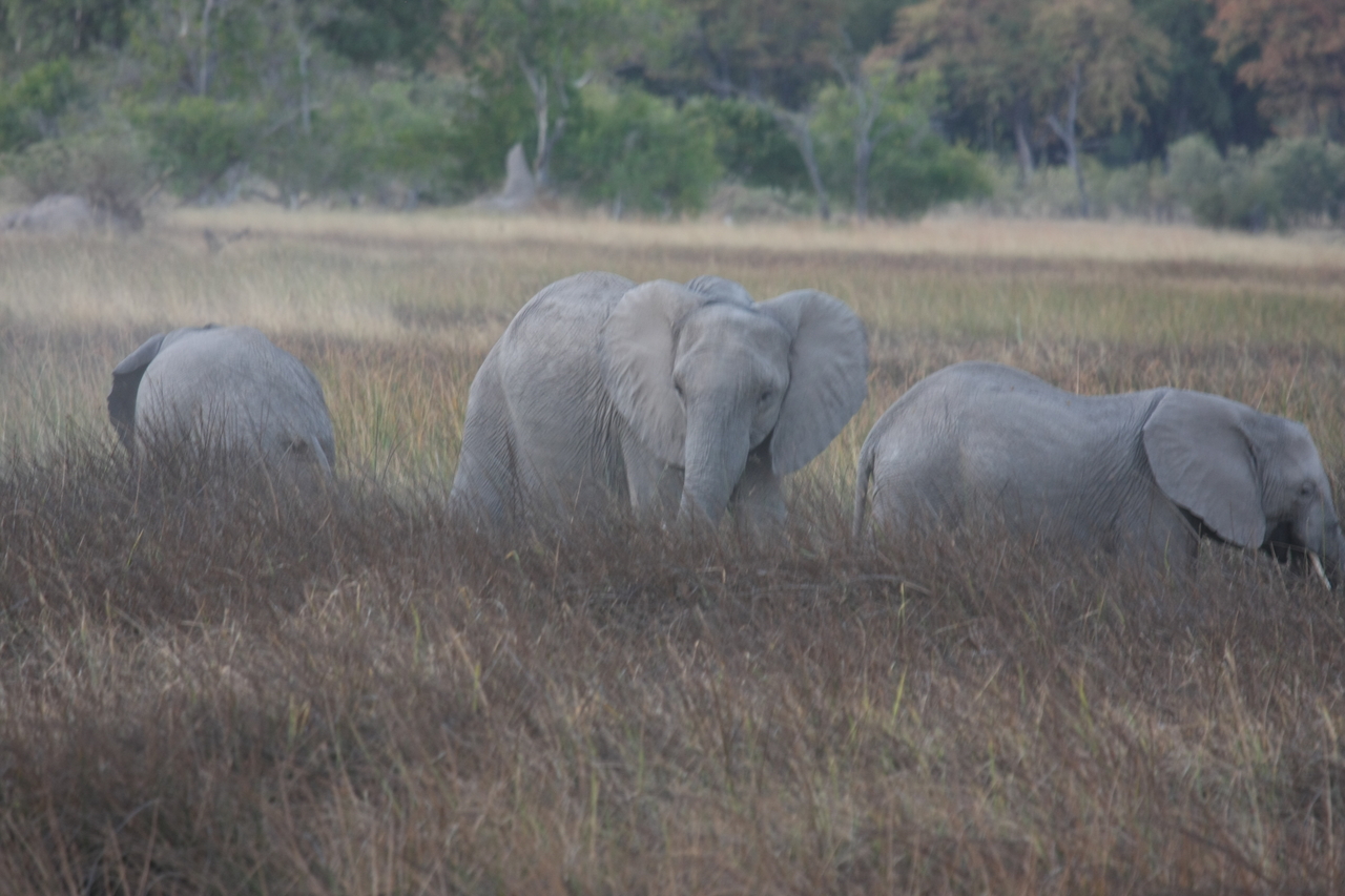 [20260] 2016_06_28_11_56_40_Africa_Canon_EOS_40D_IMG__03186.jpg