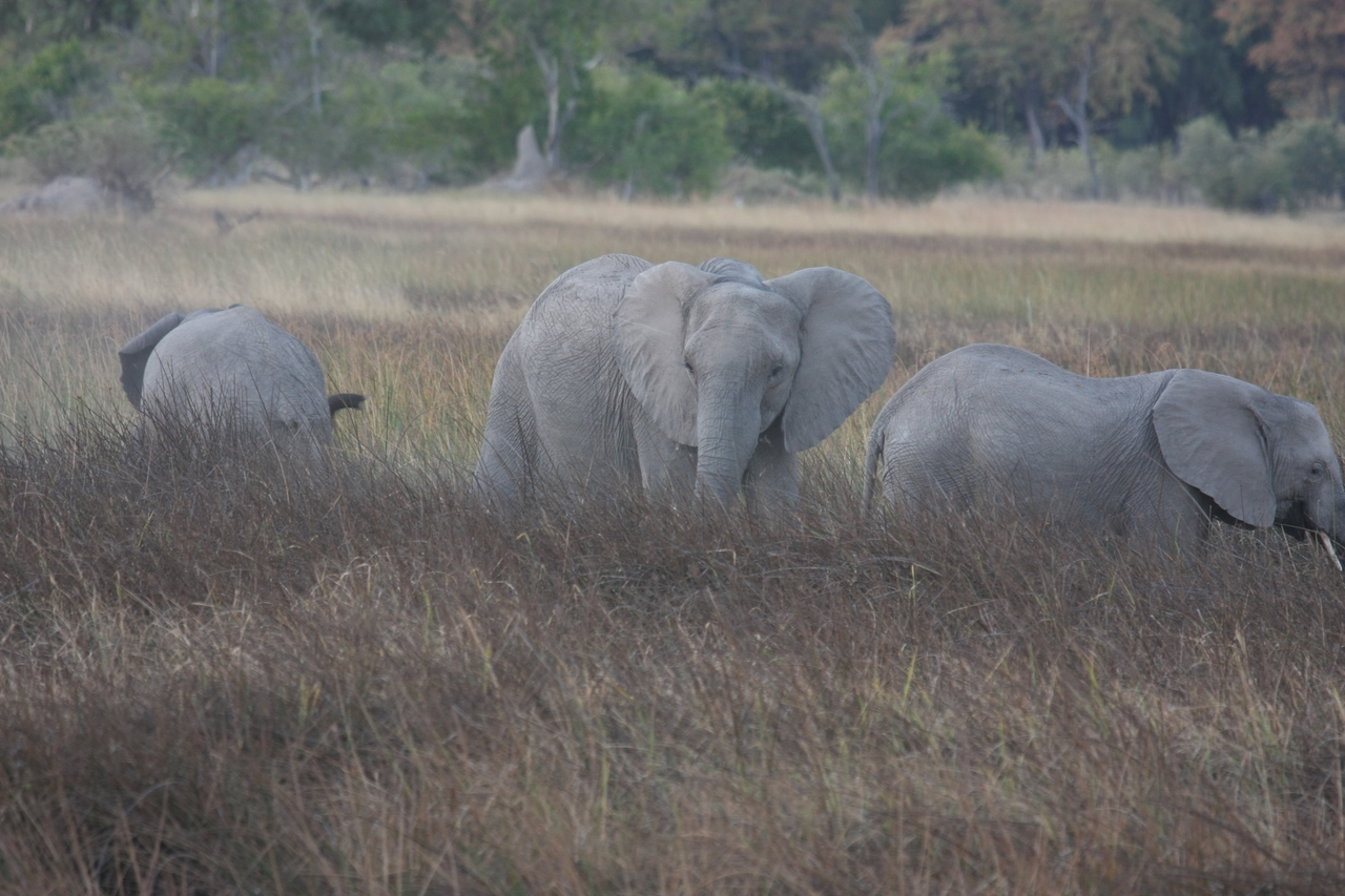 [20261] 2016_06_28_11_56_40_Africa_Canon_EOS_40D_IMG__03187.jpg