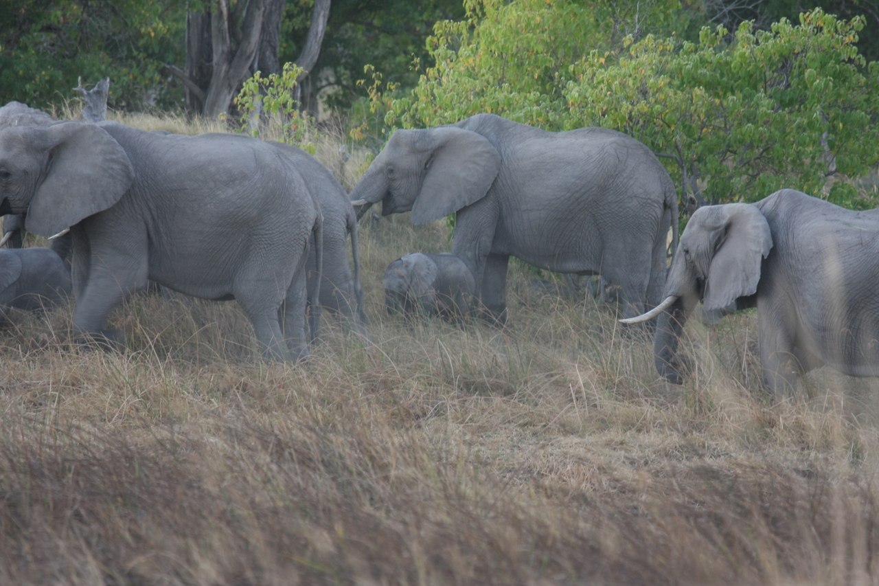 [20274] 2016_06_28_11_57_04_Africa_Canon_EOS_40D_IMG__03193.jpg