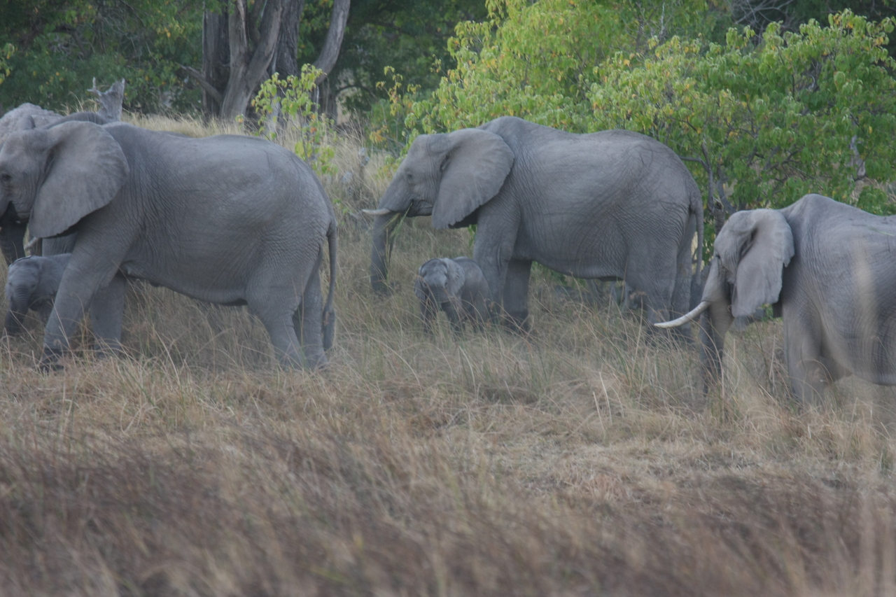 [20286] 2016_06_28_11_57_08_Africa_Canon_EOS_40D_IMG__10643.jpg