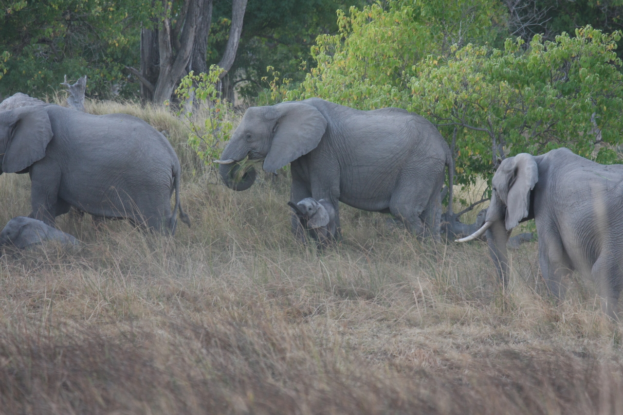 [20297] 2016_06_28_11_57_21_Africa_Canon_EOS_40D_IMG__00815.jpg