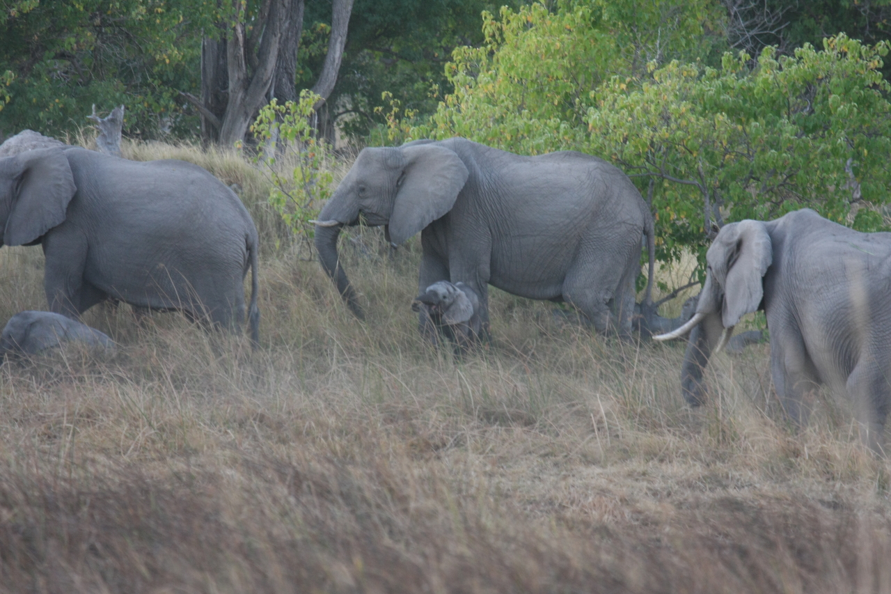 [20299] 2016_06_28_11_57_21_Africa_Canon_EOS_40D_IMG__03201.jpg