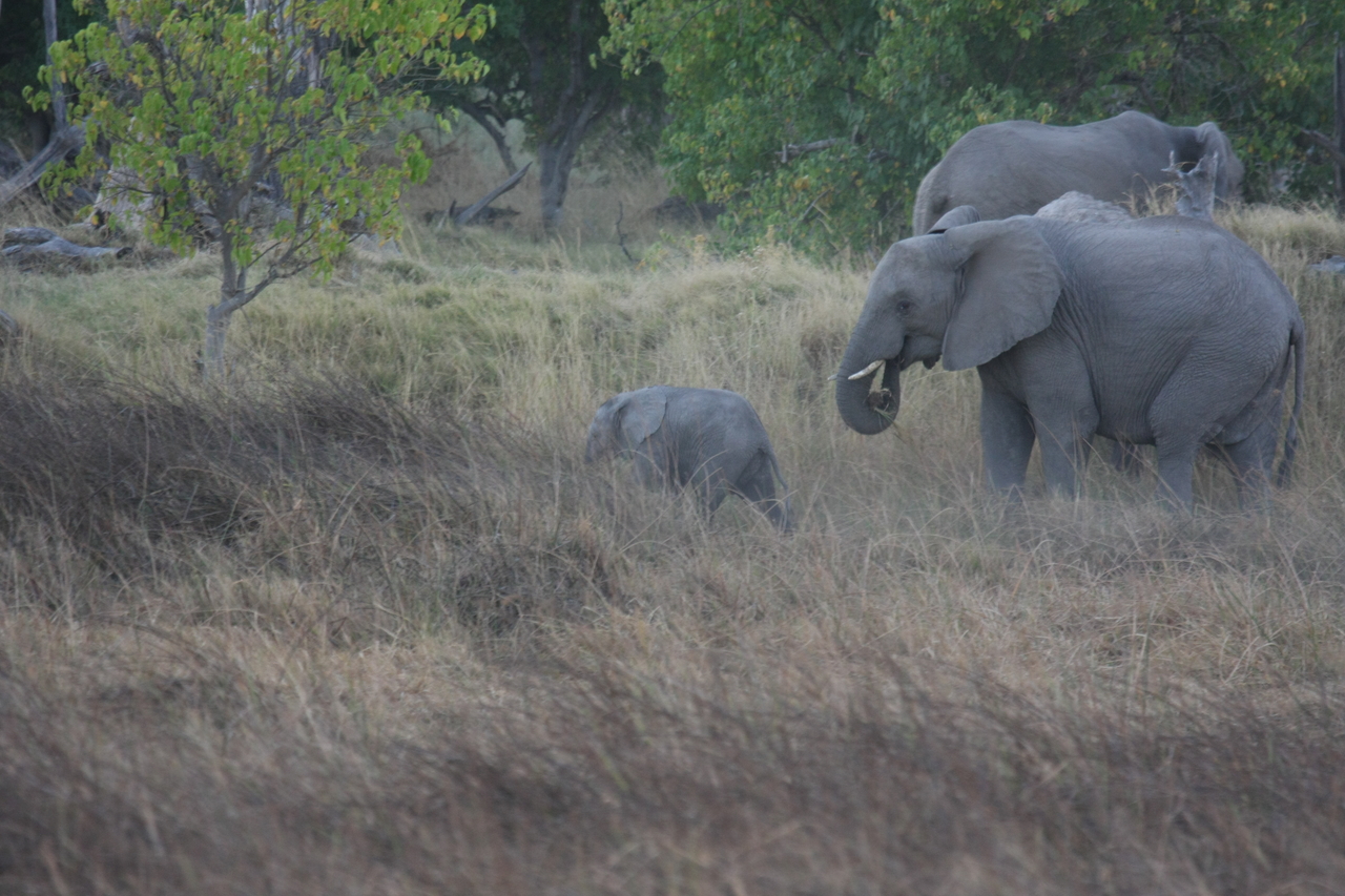 [20315] 2016_06_28_11_57_34_Africa_Canon_EOS_40D_IMG__00821.jpg