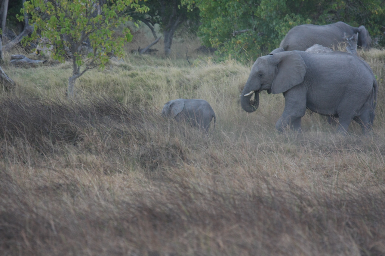 [20316] 2016_06_28_11_57_34_Africa_Canon_EOS_40D_IMG__00822.jpg