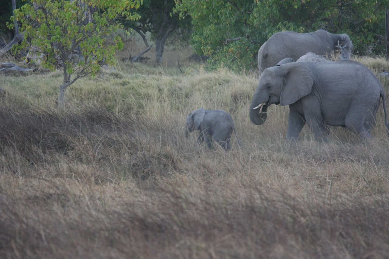 [20317] 2016_06_28_11_57_34_Africa_Canon_EOS_40D_IMG__03207.jpg