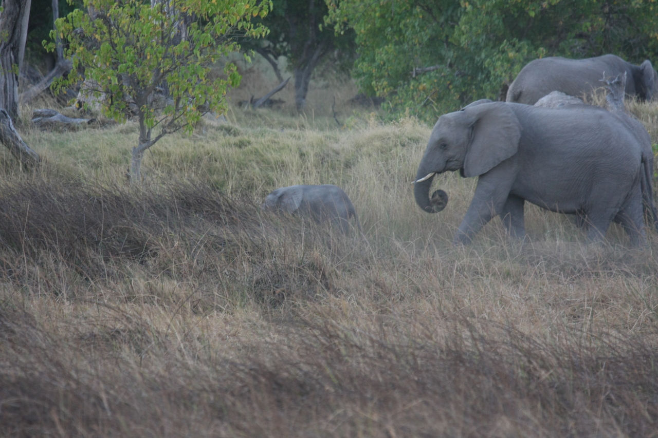 [20324] 2016_06_28_11_57_35_Africa_Canon_EOS_40D_IMG__03210.jpg