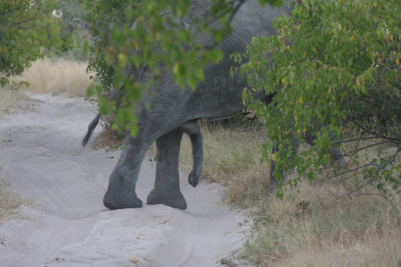 [20341] 2016_06_28_12_00_26_Africa_Canon_EOS_40D_IMG__03217.jpg