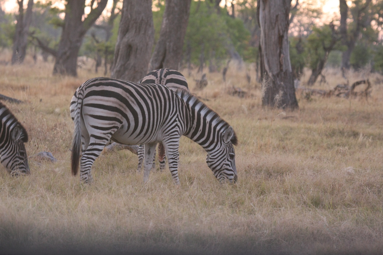 [20503] 2016_06_29_00_49_23_Africa_Canon_EOS_40D_IMG__03355.jpg