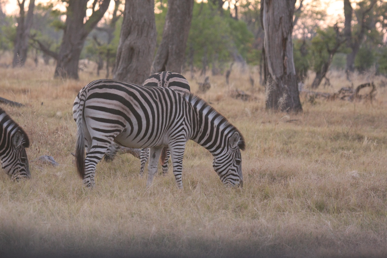 [20504] 2016_06_29_00_49_23_Africa_Canon_EOS_40D_IMG__03466.jpg