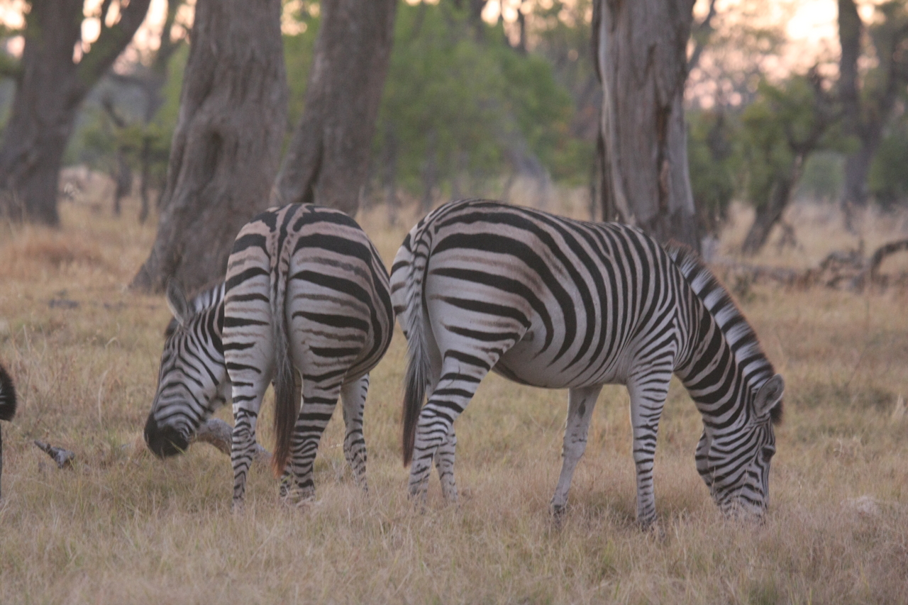 [20508] 2016_06_29_00_49_34_Africa_Canon_EOS_40D_IMG__03577.jpg