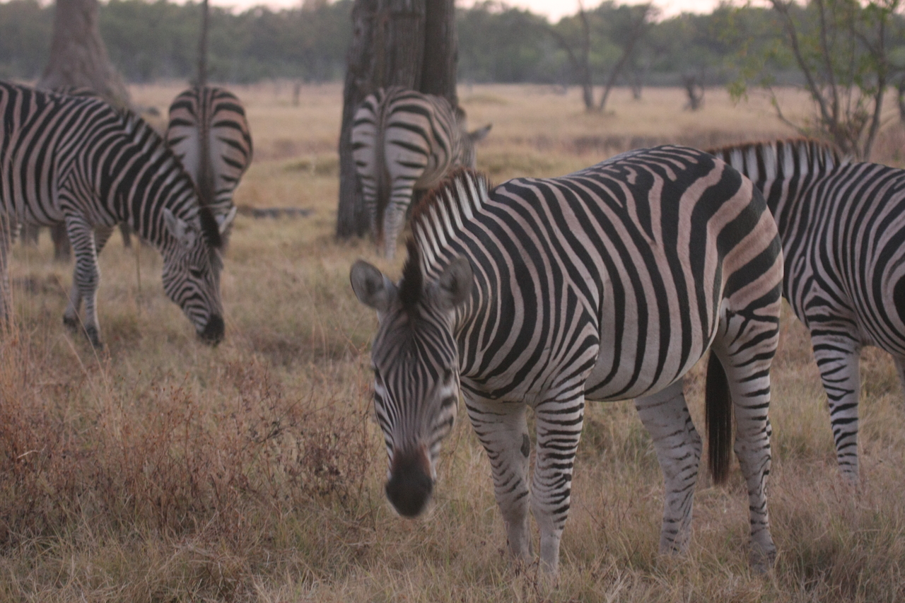 [20527] 2016_06_29_00_50_19_Africa_Canon_EOS_40D_IMG__11163.jpg