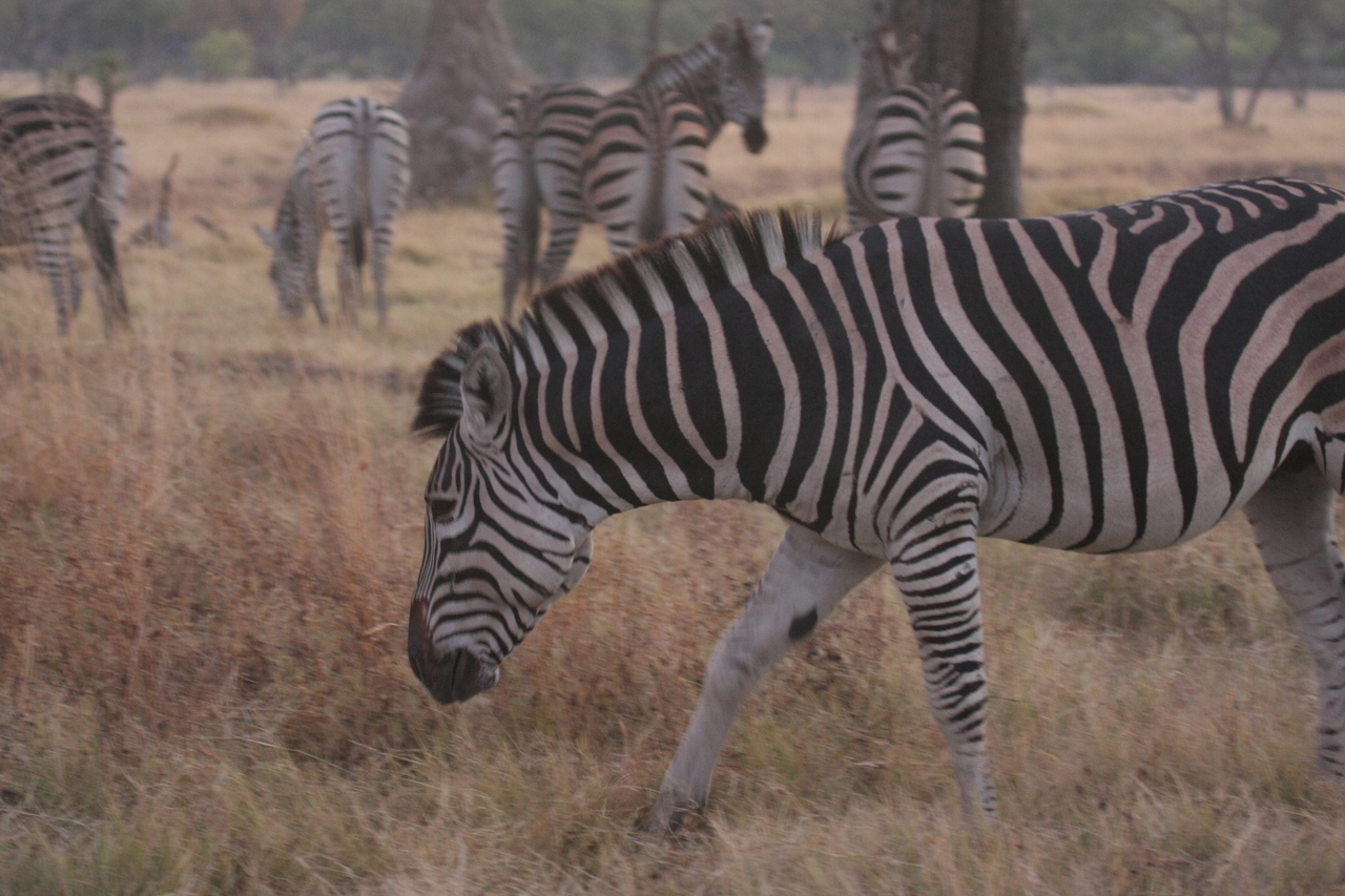 [20530] 2016_06_29_00_50_41_Africa_Canon_EOS_40D_IMG__03256.jpg