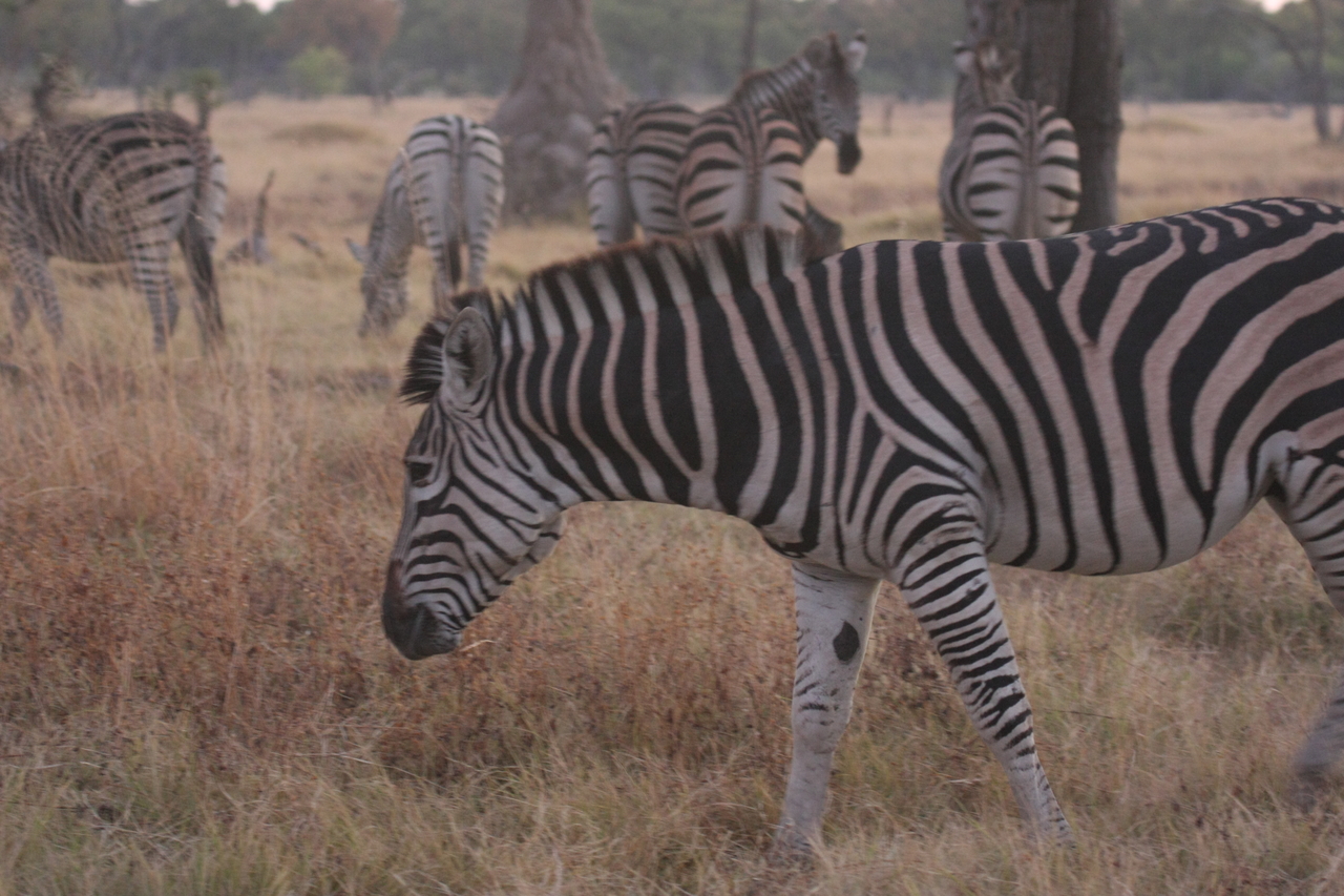 [20533] 2016_06_29_00_50_41_Africa_Canon_EOS_40D_IMG__10714.jpg
