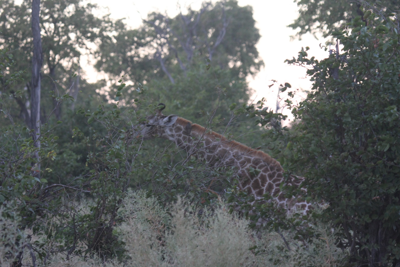 [20537] 2016_06_29_00_56_02_Africa_Canon_EOS_40D_IMG__00047.jpg