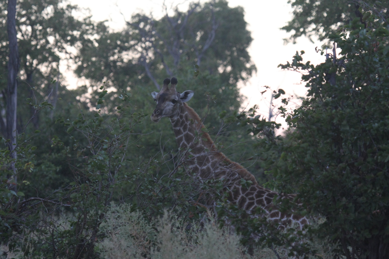 [20546] 2016_06_29_00_56_09_Africa_Canon_EOS_40D_IMG__03311.jpg