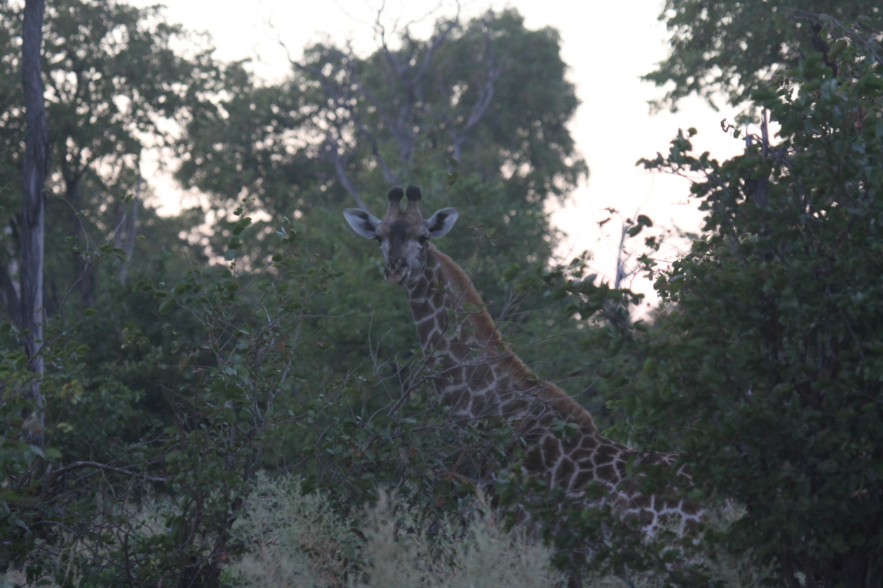 [20553] 2016_06_29_00_56_10_Africa_Canon_EOS_40D_IMG__00114.jpg