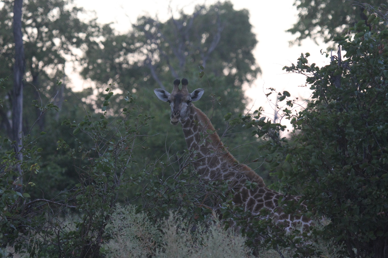 [20554] 2016_06_29_00_56_10_Africa_Canon_EOS_40D_IMG__03344.jpg