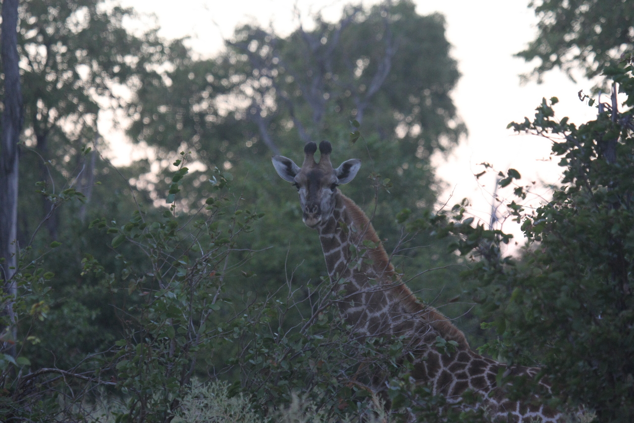 [20558] 2016_06_29_00_56_12_Africa_Canon_EOS_40D_IMG__00125.jpg