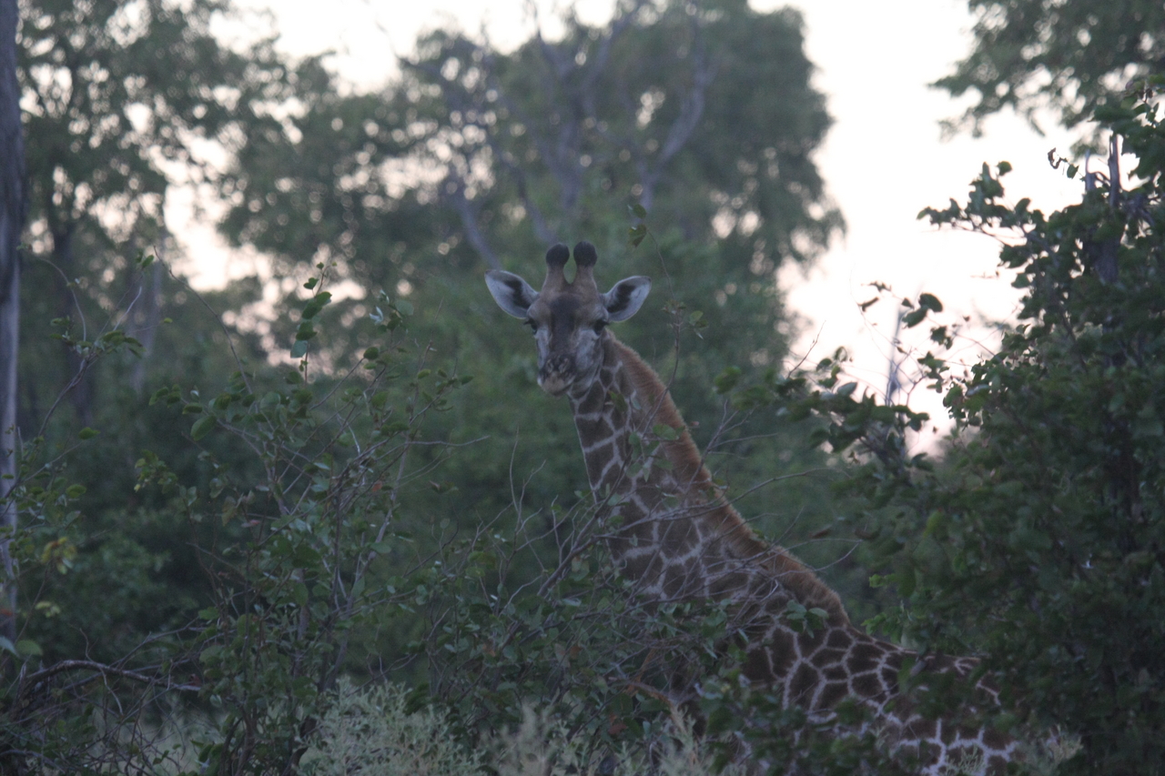 [20564] 2016_06_29_00_56_13_Africa_Canon_EOS_40D_IMG__00147.jpg