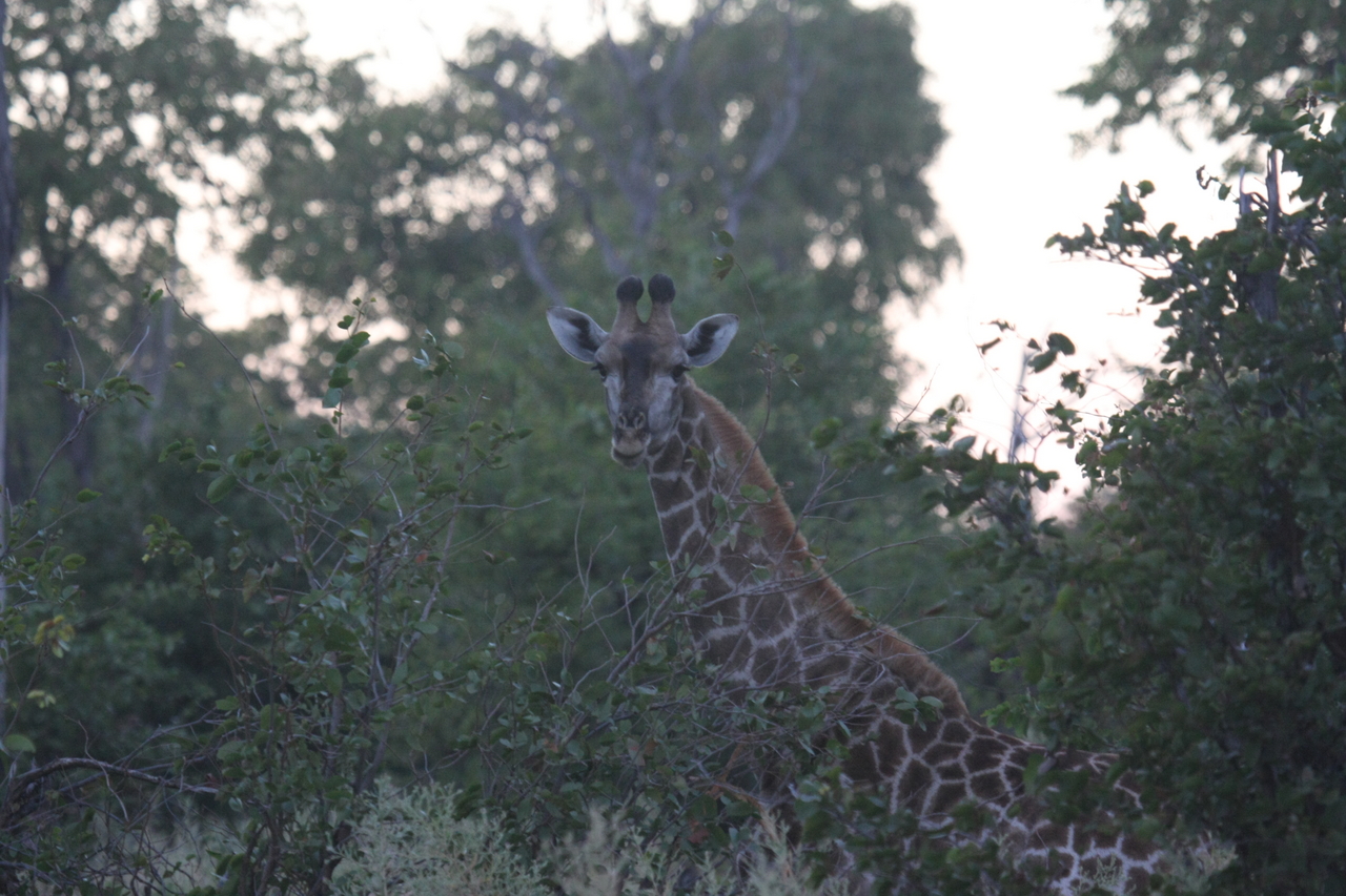 [20567] 2016_06_29_00_56_13_Africa_Canon_EOS_40D_IMG__03400.jpg