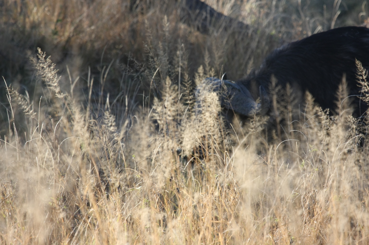[20588] 2016_06_29_02_02_11_Africa_Canon_EOS_40D_IMG__03478.jpg