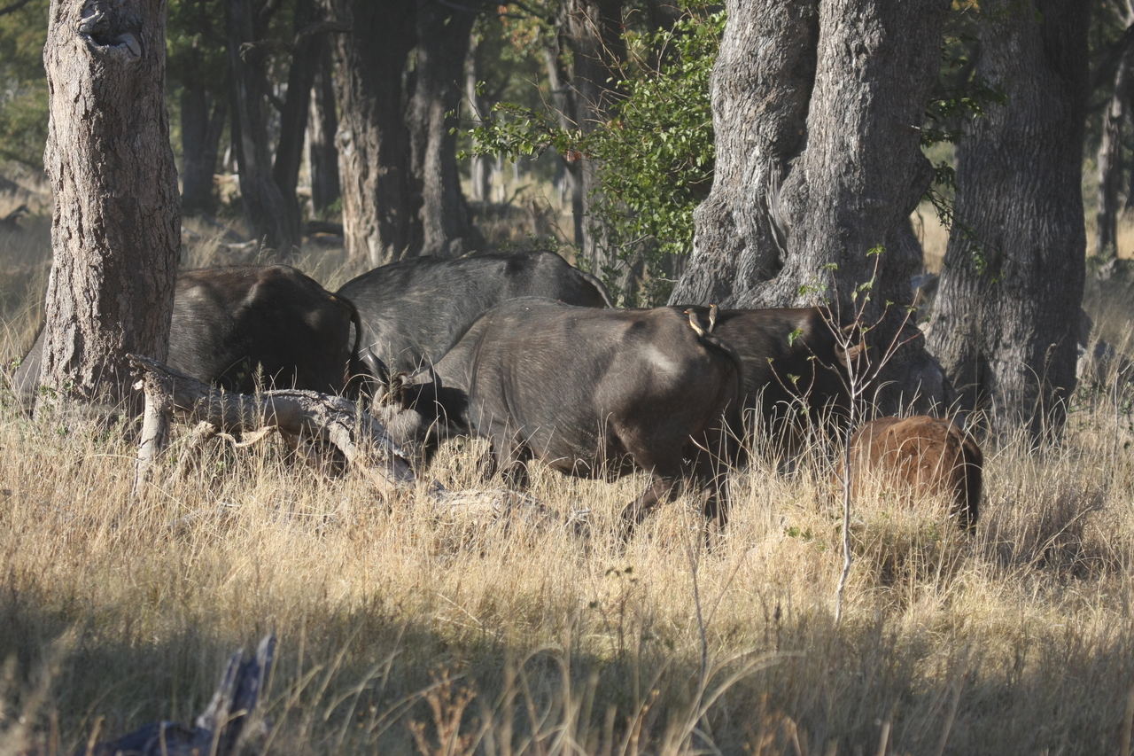 [20613] 2016_06_29_02_16_14_Africa_Canon_EOS_40D_IMG__11002.jpg