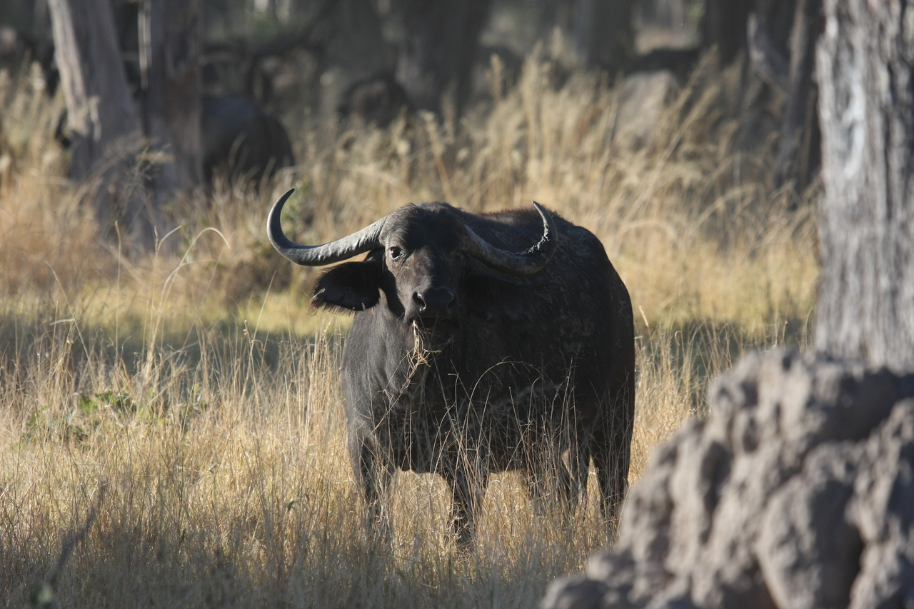 [20622] 2016_06_29_02_16_20_Africa_Canon_EOS_40D_IMG__11036.jpg
