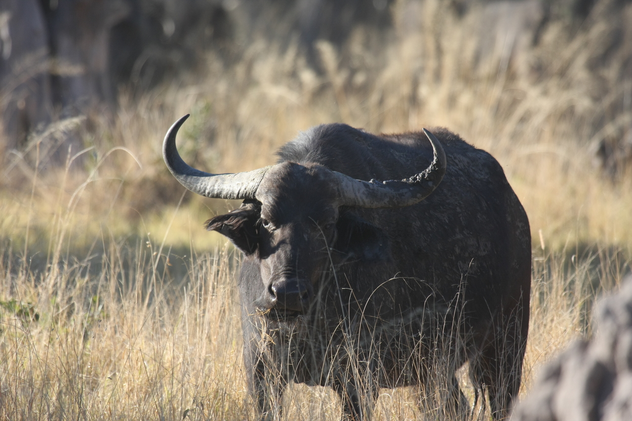 [20625] 2016_06_29_02_16_26_Africa_Canon_EOS_40D_IMG__03611.jpg