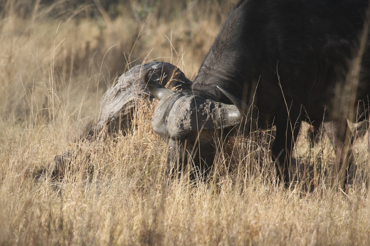 [20629] 2016_06_29_02_16_46_Africa_Canon_EOS_40D_IMG__03622.jpg