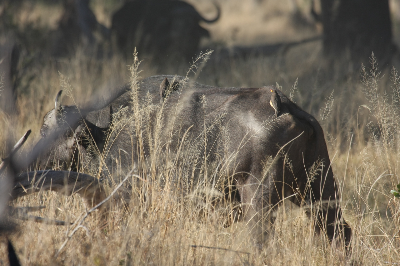 [20638] 2016_06_29_02_16_55_Africa_Canon_EOS_40D_IMG__03666.jpg