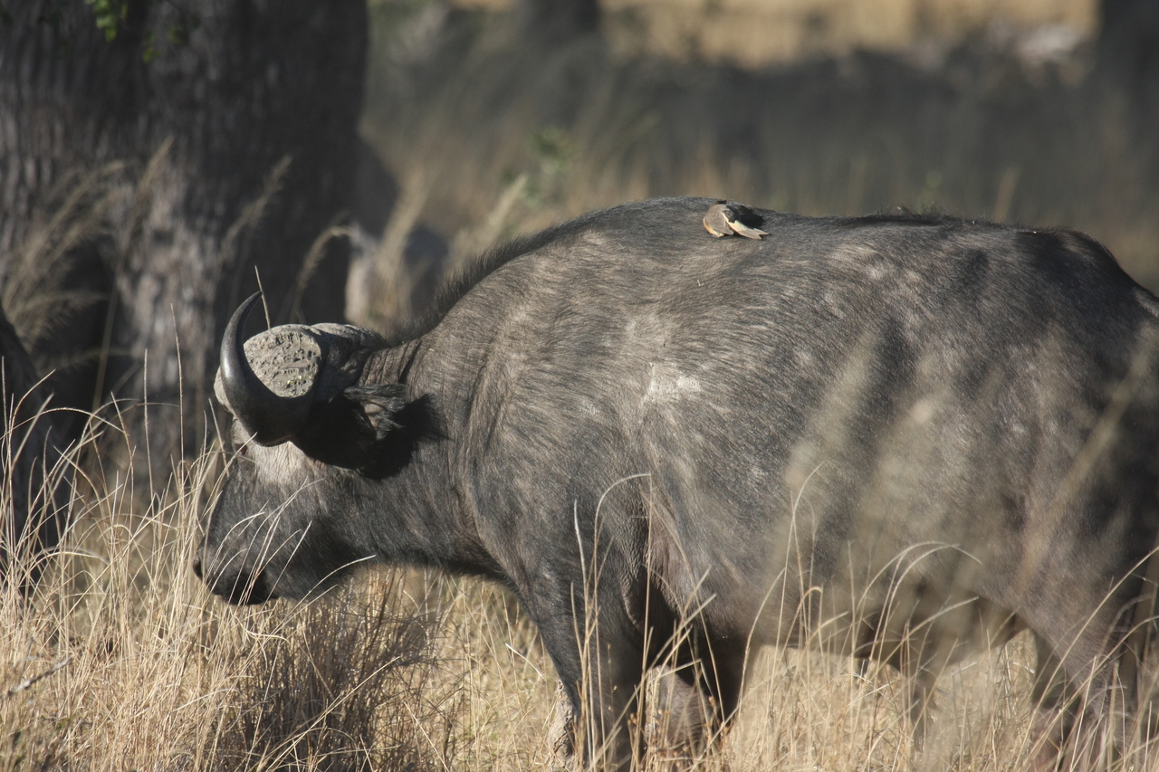 [20645] 2016_06_29_02_17_01_Africa_Canon_EOS_40D_IMG__03673.jpg