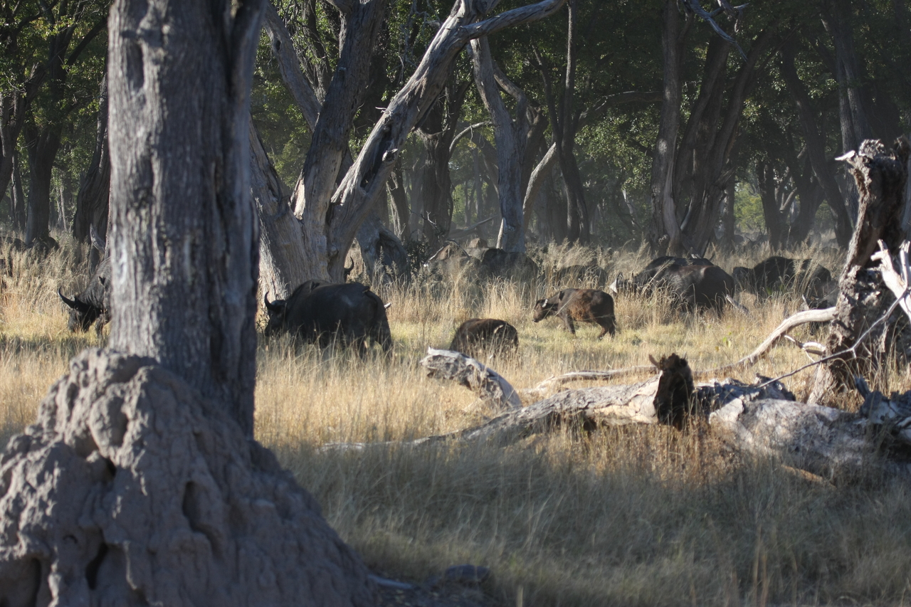 [20649] 2016_06_29_02_17_20_Africa_Canon_EOS_40D_IMG__03674.jpg