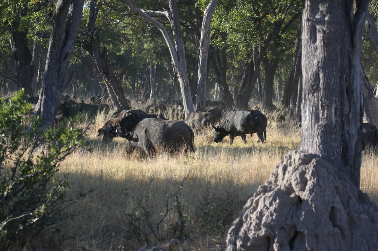 [20655] 2016_06_29_02_17_24_Africa_Canon_EOS_40D_IMG__11122.jpg