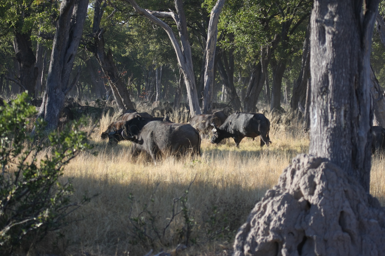 [20656] 2016_06_29_02_17_24_Africa_Canon_EOS_40D_IMG__11123.jpg
