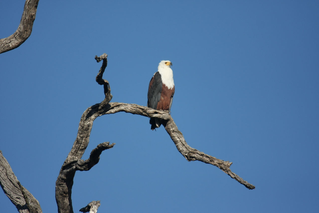 [20660] 2016_06_29_02_19_57_Africa_Canon_EOS_40D_IMG__03677.jpg