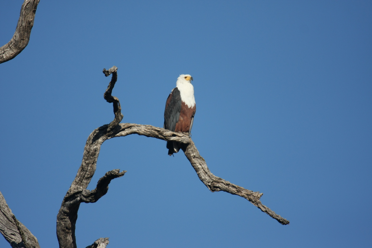 [20662] 2016_06_29_02_19_57_Africa_Canon_EOS_40D_IMG__03679.jpg
