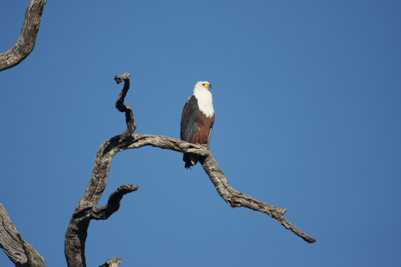 [20664] 2016_06_29_02_19_57_Africa_Canon_EOS_40D_IMG__11125.jpg