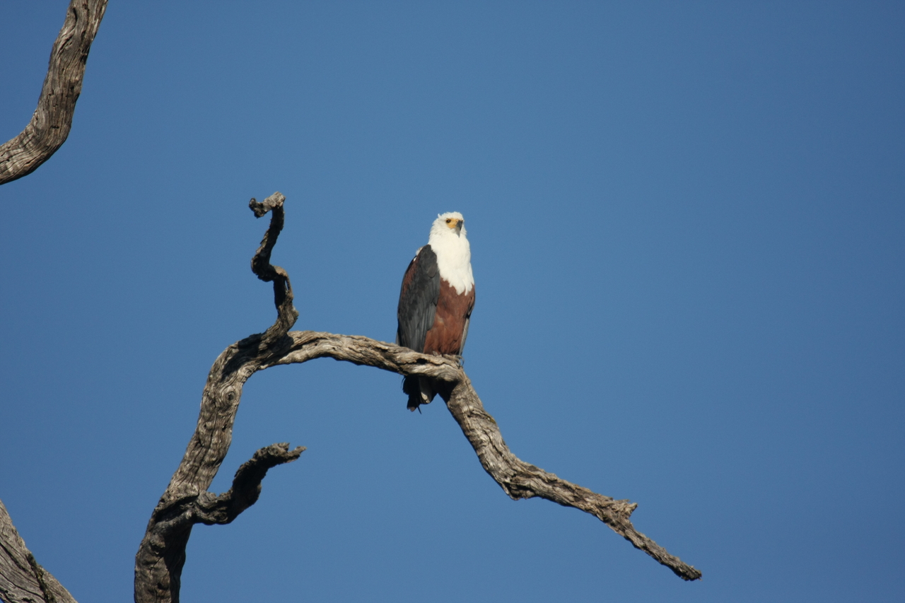 [20667] 2016_06_29_02_19_59_Africa_Canon_EOS_40D_IMG__03680.jpg
