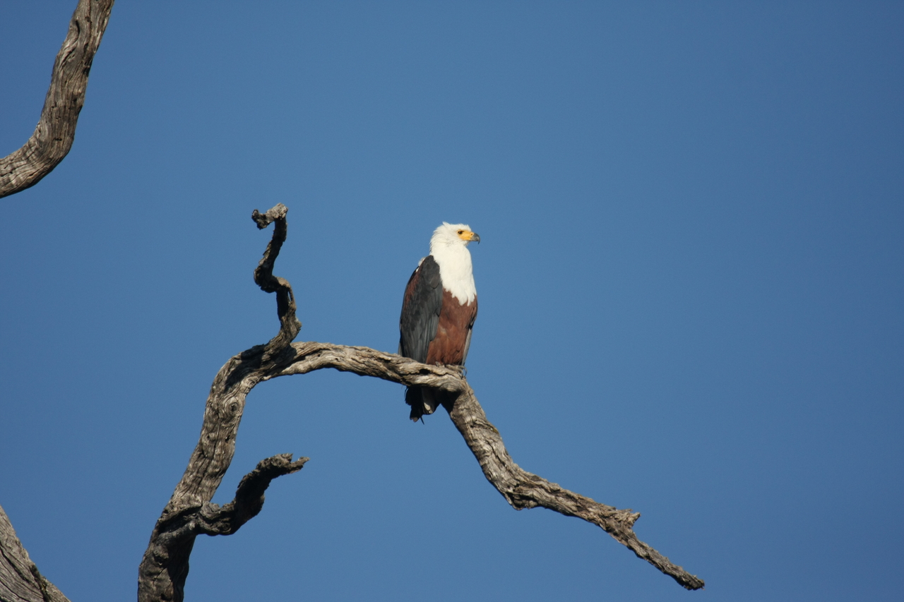 [20670] 2016_06_29_02_20_00_Africa_Canon_EOS_40D_IMG__00440.jpg