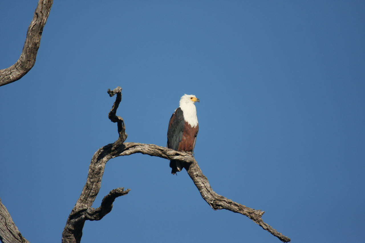 [20671] 2016_06_29_02_20_00_Africa_Canon_EOS_40D_IMG__00442.jpg