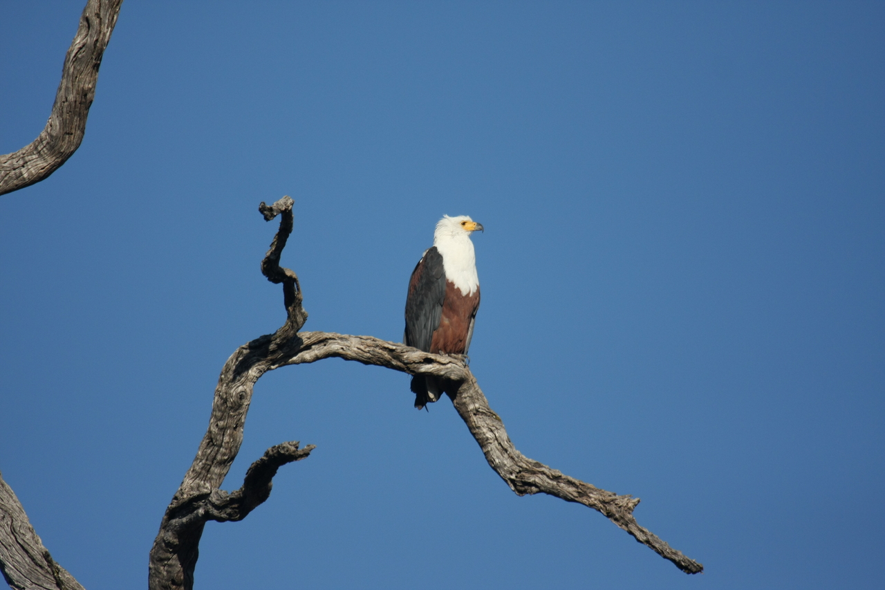 [20682] 2016_06_29_02_20_03_Africa_Canon_EOS_40D_IMG__03686.jpg