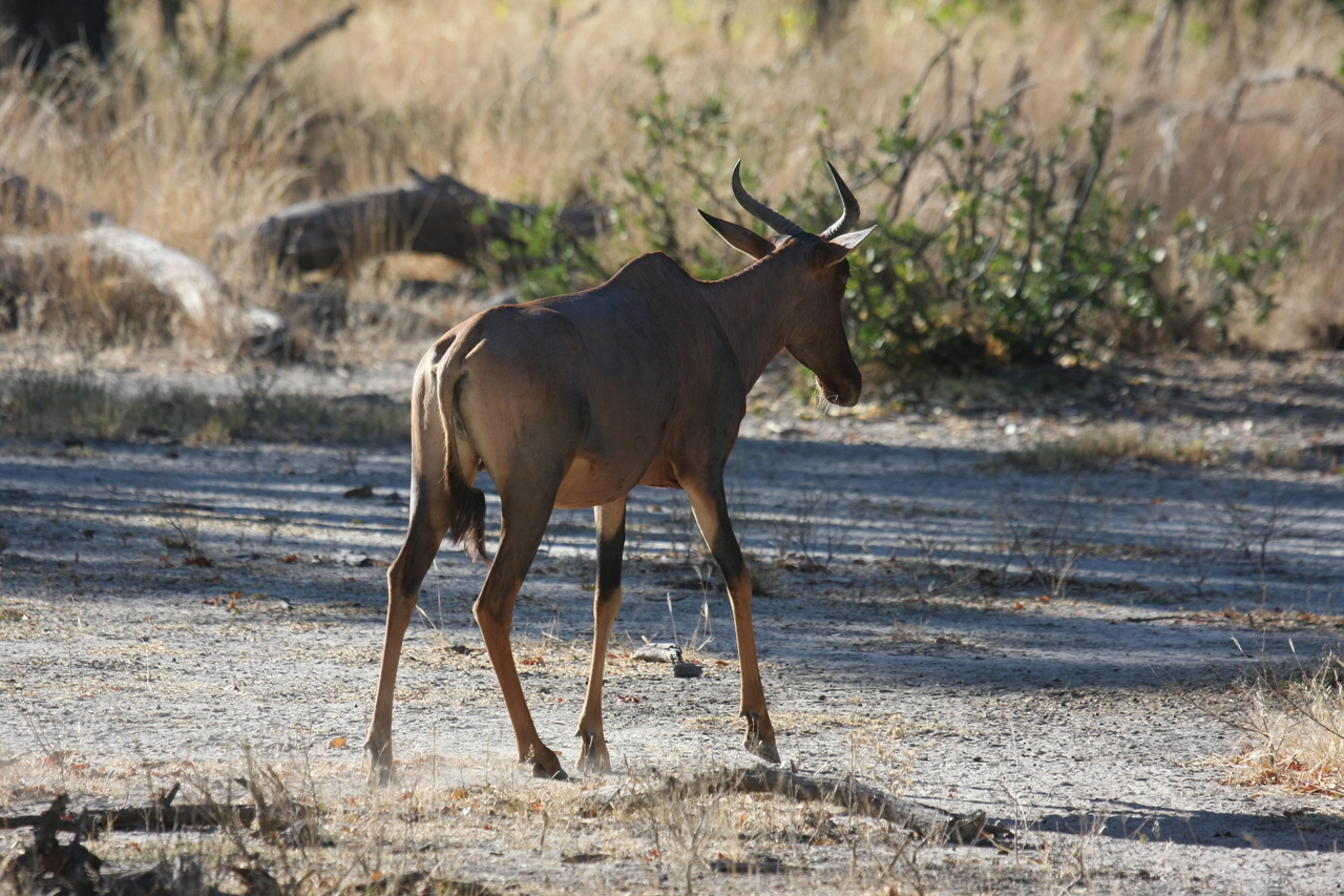 [20685] 2016_06_29_02_52_05_Africa_Canon_EOS_40D_IMG__03687.jpg