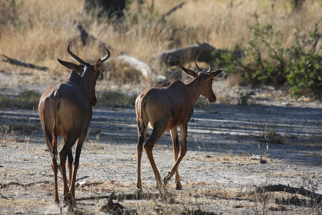 [20689] 2016_06_29_02_52_10_Africa_Canon_EOS_40D_IMG__11135.jpg
