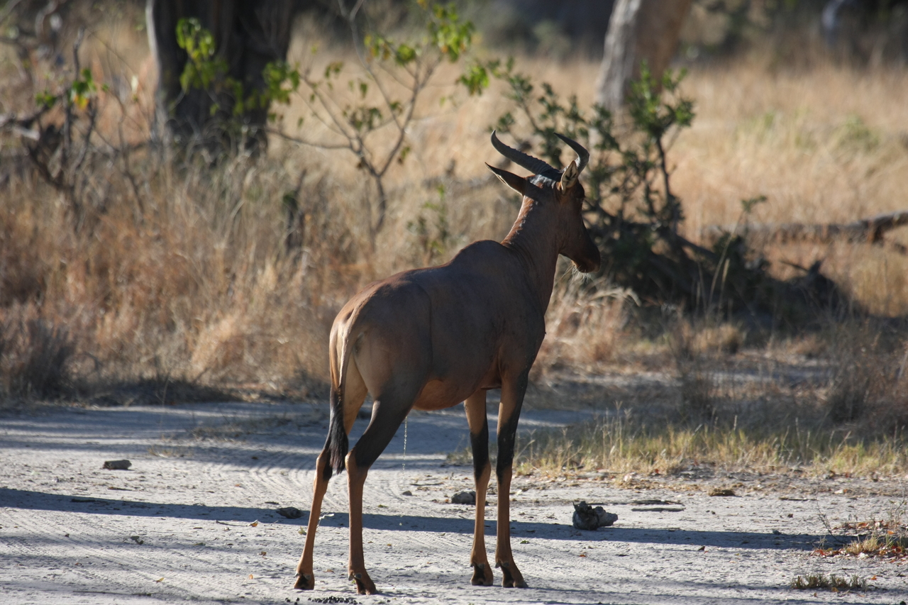 [20695] 2016_06_29_02_52_22_Africa_Canon_EOS_40D_IMG__03690.jpg