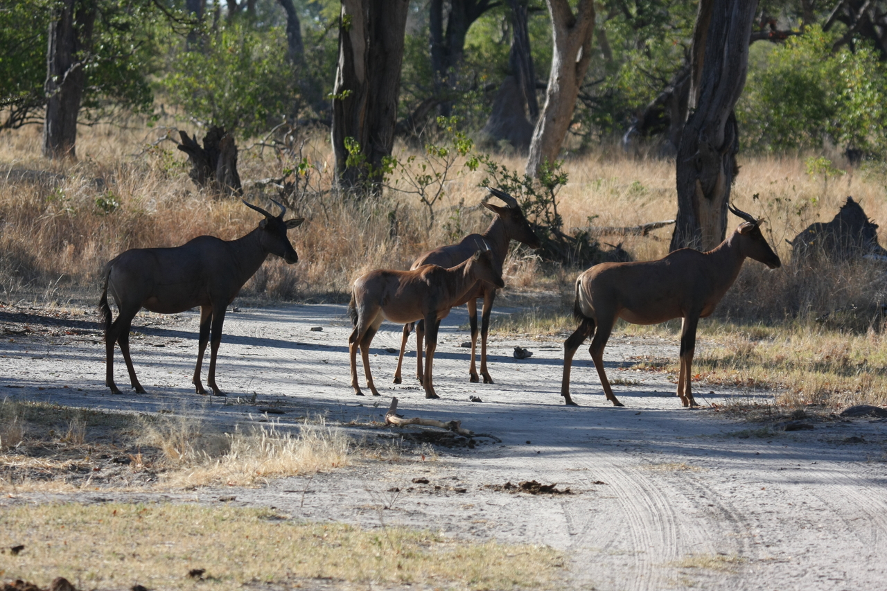 [20706] 2016_06_29_02_52_30_Africa_Canon_EOS_40D_IMG__03695.jpg