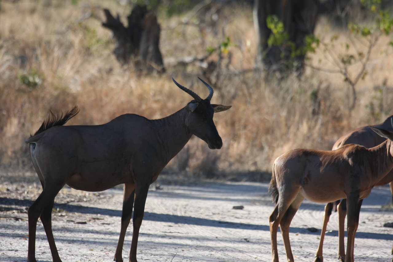 [20709] 2016_06_29_02_52_34_Africa_Canon_EOS_40D_IMG__03696.jpg