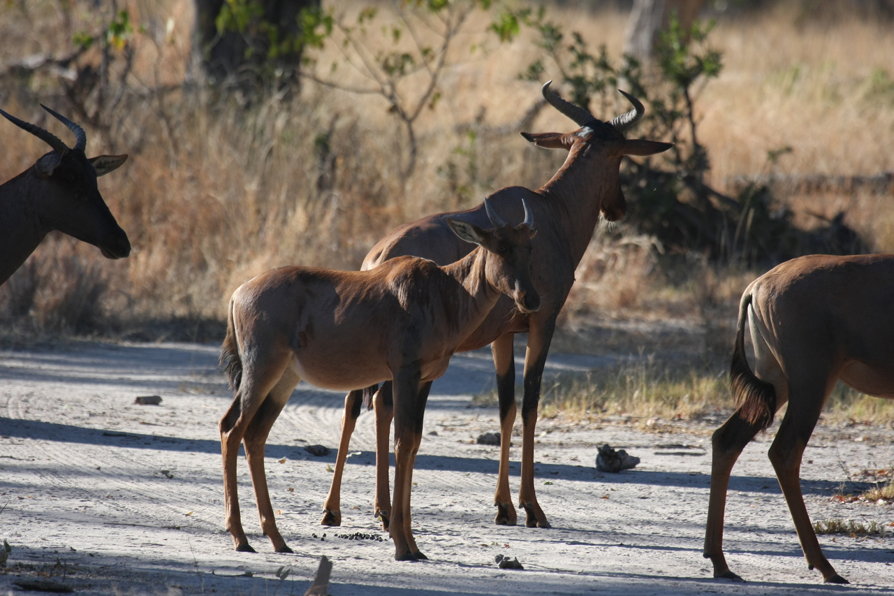 [20713] 2016_06_29_02_52_36_Africa_Canon_EOS_40D_IMG__00457.jpg