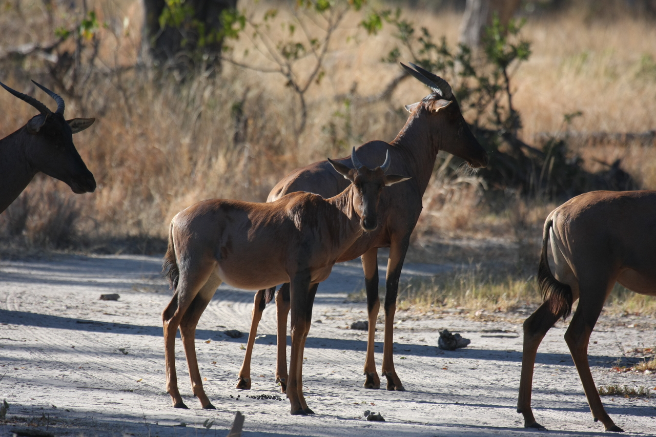 [20718] 2016_06_29_02_52_36_Africa_Canon_EOS_40D_IMG__11145.jpg
