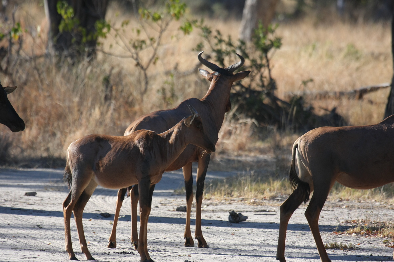 [20722] 2016_06_29_02_52_42_Africa_Canon_EOS_40D_IMG__03700.jpg